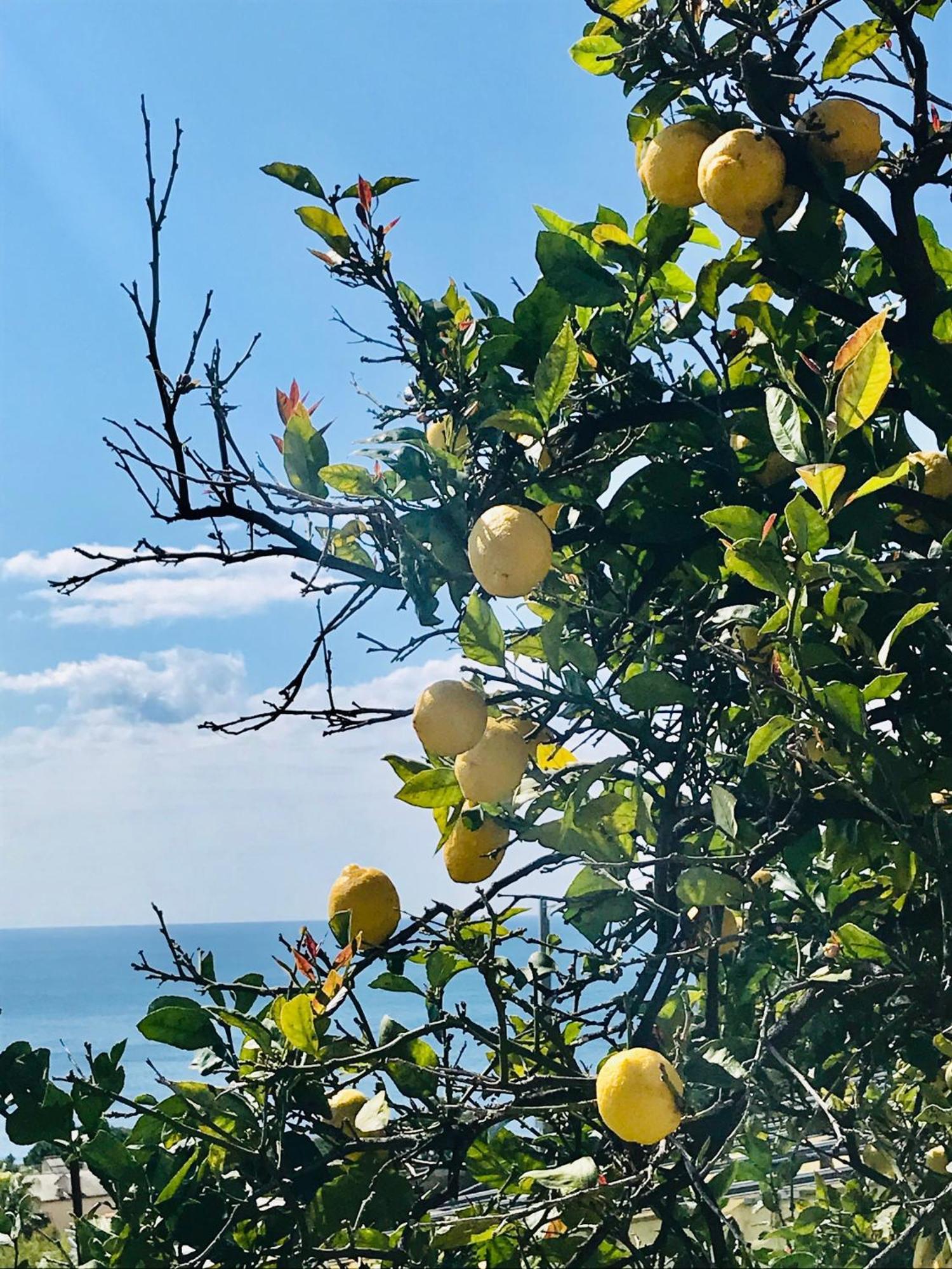 Cav Gli Ulivi Di Bogliasco 빌라 외부 사진